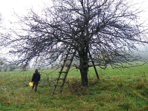 Wo sind die Äpfel